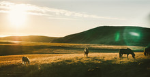Icelandic Landscapes, Sunset In A Meadow With Horses Grazing  Backlight