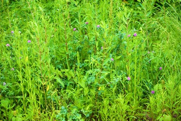 Wall Mural - Meadow