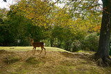 Fototapeta Kuchnia - Deers in the park