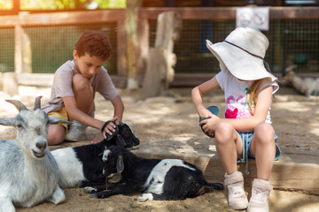 Wall Mural - Little cute boy with sister hugging goat on the goat cheese farm