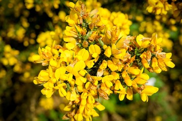 Yellow bloom flowers on a green bush