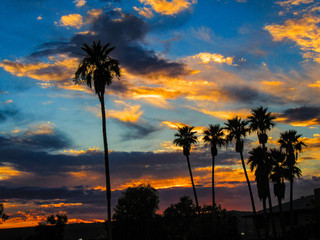 Desert Palms