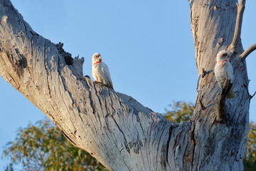 Poster - long billed corella