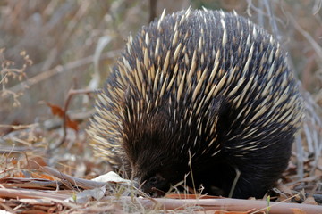 Poster - echidna