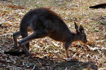 Wall Mural - kangaroo