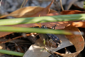 Poster - spider wasp