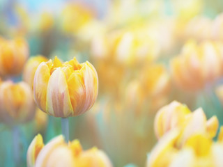 Wall Mural - tulips flower field with soft style