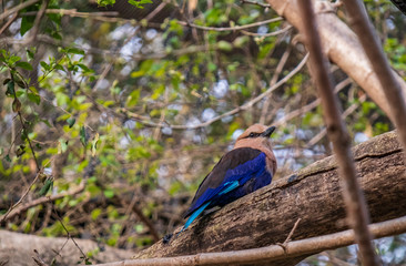 Wall Mural - Blue-bellied roller sitting on a tree branch