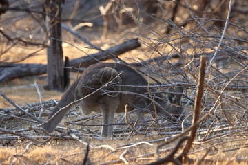 Wall Mural - wallaby