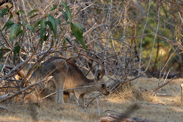 Wall Mural - wallaby