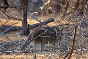 Wall Mural - wallaby