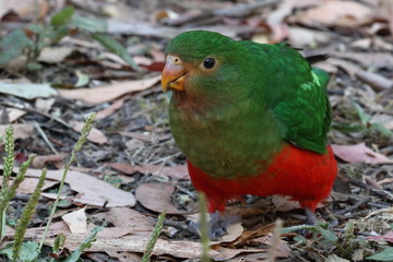 Poster - king parrot