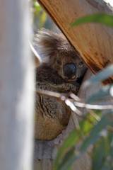 Sticker - koala