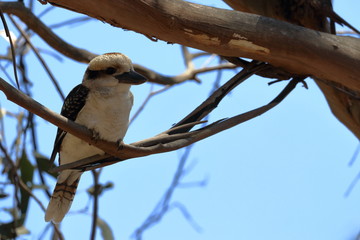 Wall Mural - kookaburra