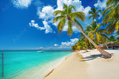  Fototapeta palmy   palm-i-tropikalna-plaza-w-punta-cana-na-dominikanie