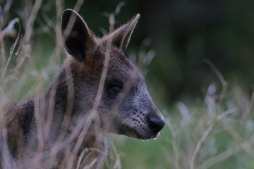 Wall Mural - black wallaby