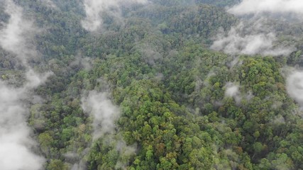 Poster - Rainforest and clouds. Mist and clouds rise from mountain forest. Aerial drone footage 