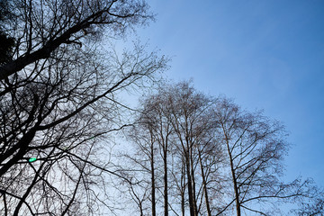 Tall trees with thin trunks without foliage against a bright blue sky in early spring