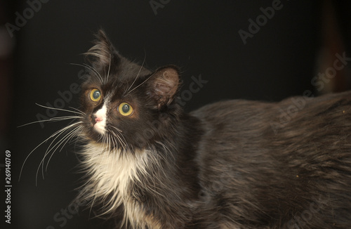 Little Fluffy Kitten Black And White Long Haired Against A Dark