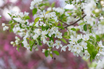  tree, apple, blossom, flower, blooming, spring, plant, nature, bloom, beautiful, season, flora, branch, trees, flowers, floral, pink, garden, beauty, green, color, background, white, natural, bright, 