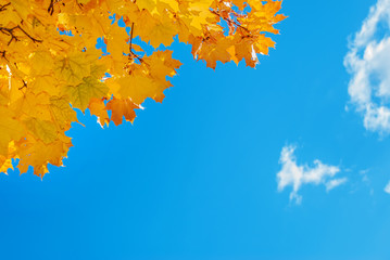 Autumn background with maple leaves