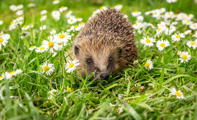 Poster - Hedgehog in the garden, (Scientific name: Erinaceus Europaeus) wild, free roaming hedgehog, taken from wildlife garden hide to monitor health and population of this declining mammal, space for copy	