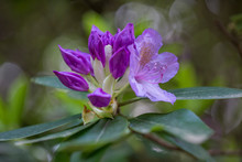 Purple Rhododendron In Bloom (publik Park Tiergarten In Berlin, Germany)