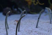 Closeup View Of Spotted Garden Eels