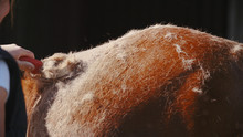 Shedding Horse Hair With Brush