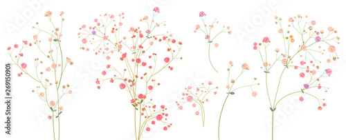Twigs of gypsophile paniculata. Pink, white, red tiny flowers, buds, green le...