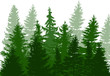 fir trees green forest isolated on white