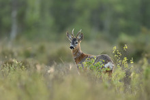Roe Deer In Forest At Sunset. Roebuck In Forest.