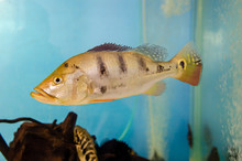 Fish Cichla