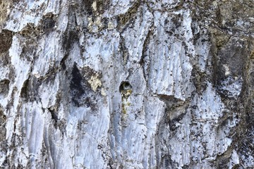 detailed close up texture shots of the lime mountains surface in northern germany
