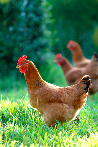 Fotografía Crianza de gallina ecológica.