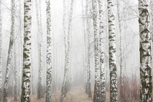 Young Birches With Black And White Birch Bark In Spring In Birch Grove Against Background Of Other Birches In Foggy Weather 