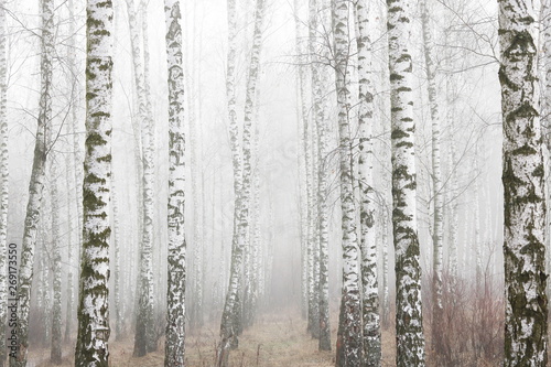 Fotomural Young birches with black and white birch bark in spring in birch grove against b
