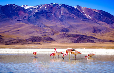 Plakat fauna natura pejzaż krajobraz flamingo