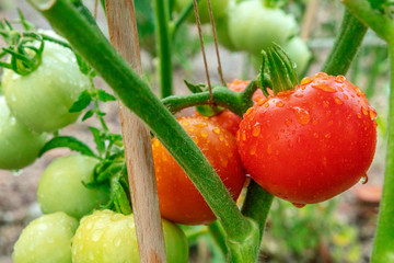 A vibrant photo of fresh, ripe organic tomatoes on a branch in a vegetable garden after the rain