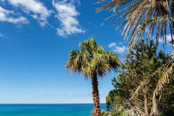 Palm and blue sky