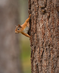 Wall Mural - red squirrel peeking round a tree trunk with a green and brown background.