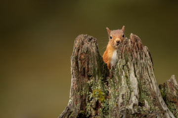 Wall Mural - red squirrel peeking through the space in a tree stump with a green and brown background.