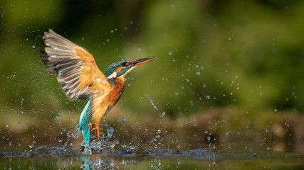 female kingfisher emerging from the water after an unsuccessful dive to grab a fish. taking photos o