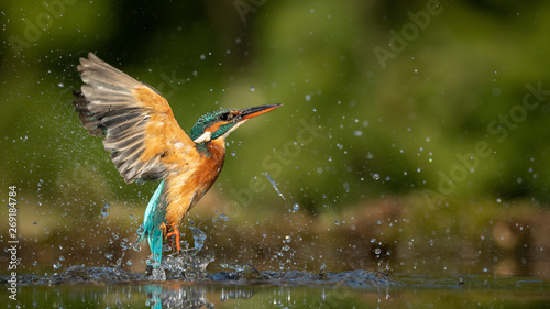 Fotomural Female Kingfisher emerging from the water after an unsuccessful dive to grab a fish