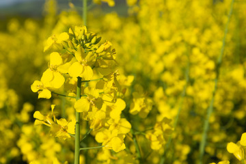 Wall Mural - Sunny rape field - Blooming rapeseed, Poland