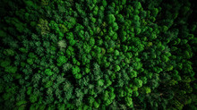 Drone View Over Green Pine Forest At Summer