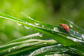 Ladybug on grass in summer in the field close-up