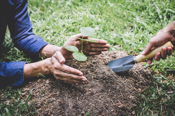 Wall Mural - World environment day reforesting, Hands of young man helping were planting the seedlings and tree growing into soil while working in the garden as save the world, earth day and ecology concept