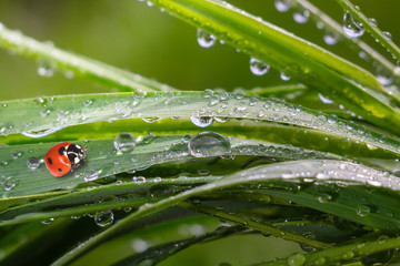 Ladybug on grass in summer in the field close-up