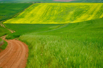  red dirt road stretching between yellow and green fields